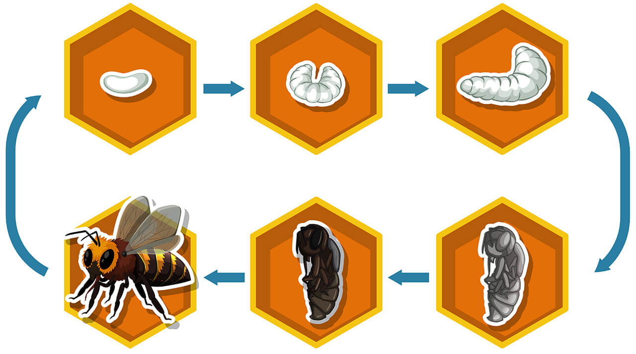 Comment évolue le développement des abeilles en fonction des castes